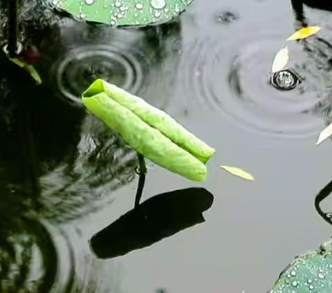 龙潭烟雨映荷塘