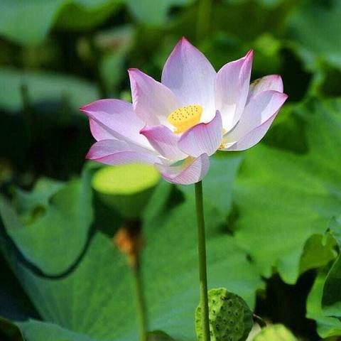 注重实效，致力前行——乌市雪莲小学教师教案展学生作业展评活动