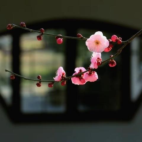 春光明媚，花开正好