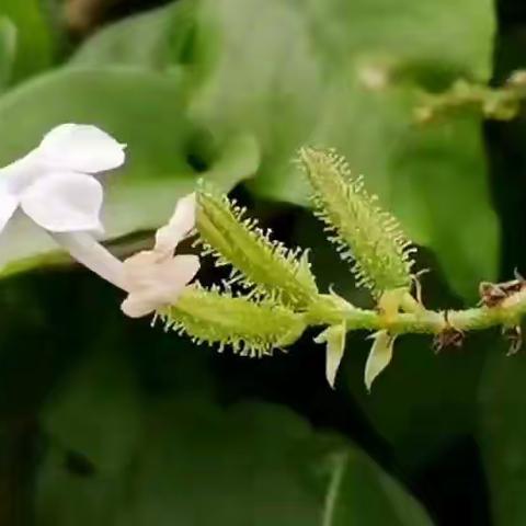 停课不停教，我们在行动(七)—— 桂林市聋哑学校综合组线上教学展示