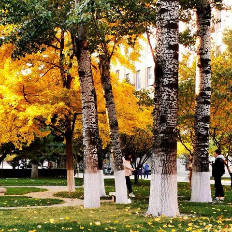 金秋美景满校园