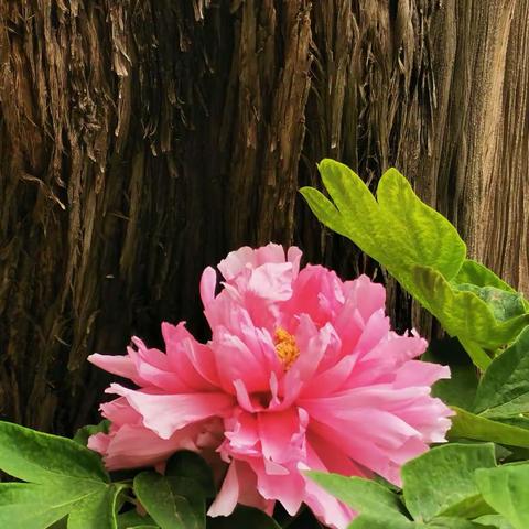 京城的那些花儿