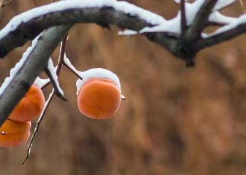 校园冬雪（2019—11—30）