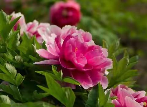 唯有牡丹真国色  花开时节动京城