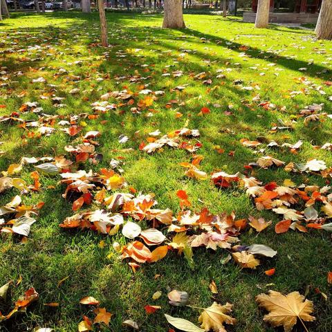 秋色尽染我校园