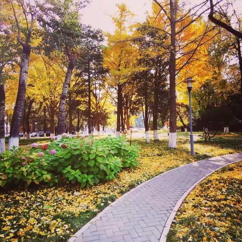 【留住城市秋色，迎接初冬】 深秋至，秋景这边独好