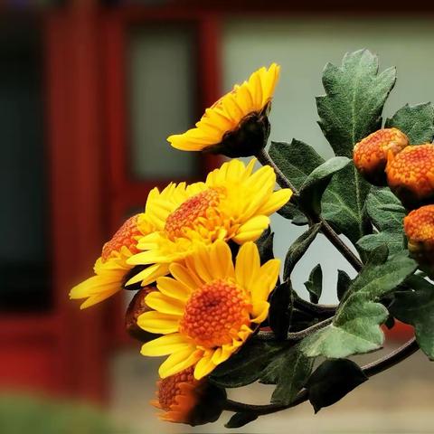 又是一秋菊花宴