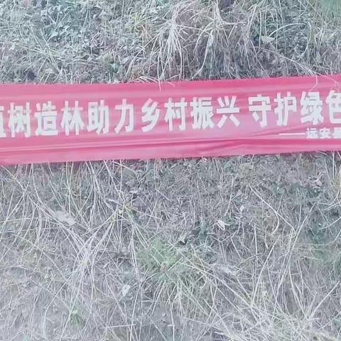 植树造林，助力乡村振兴