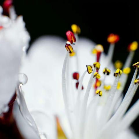 花语