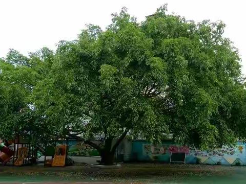 丰都县第一小学幼儿园——“宅”家线上学，陪伴不打烊（大班）“宅”家时光