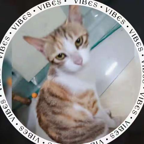 猫事一二（2）