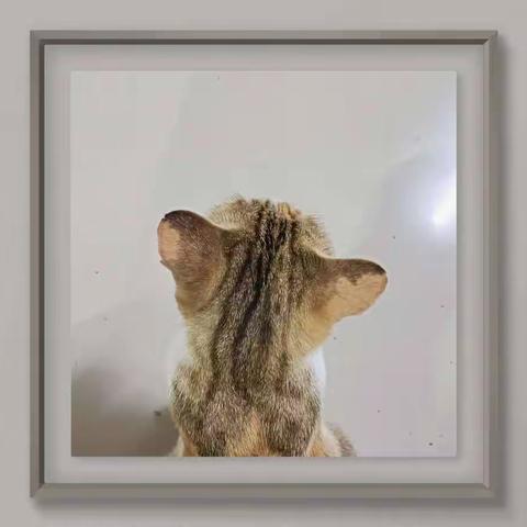 猫事一二（3）