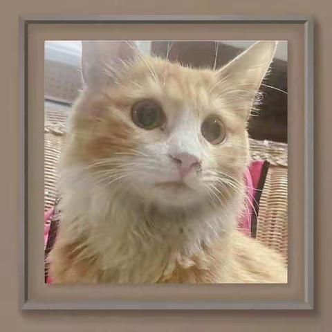 猫事一二（1）