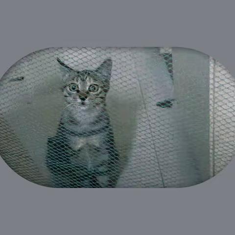 猫事一二（4）