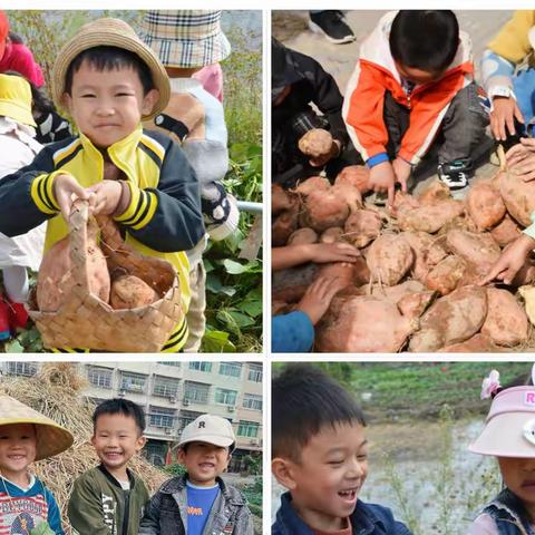 霜降秋色尽·共赴好时光 ——东源镇红光小学幼儿园霜降节气系列活动