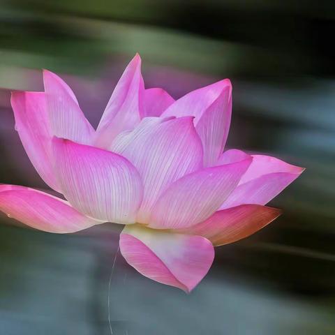 绿叶盖浑水   芙蓉染粉鲜