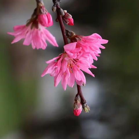 2023春*初识菊花桃