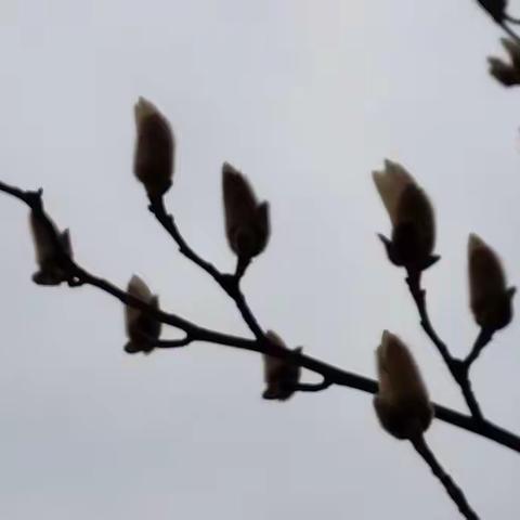 等你回来，在我最美丽的时刻！——记姬庄小学开学前的准备工作