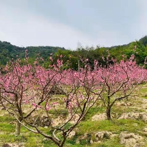 2023年4月20日，星期四。农历癸卯年三月初一。节气谷雨。
