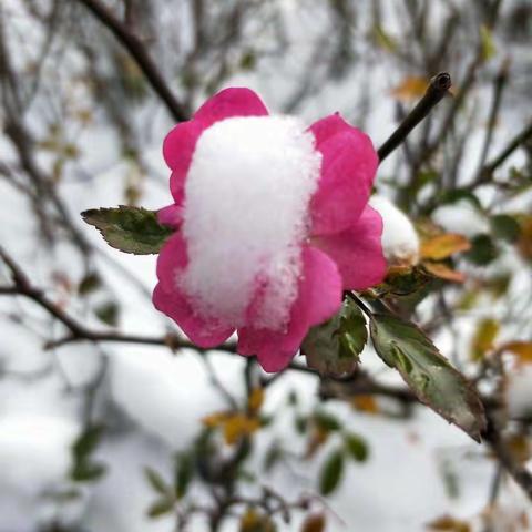 2018的第一场雪❄️