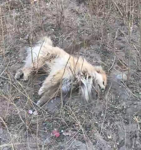 人类最忠实的朋友，在这里惨遭毒害！！！