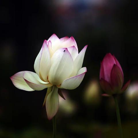 荷          花（暗）