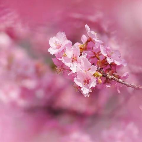 创意美术《桃花朵朵开🌸》