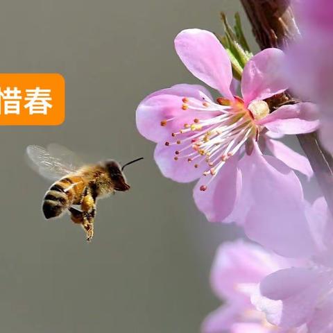 235、春日迷倒万花痴，蜂蝶秀舞我咏诗