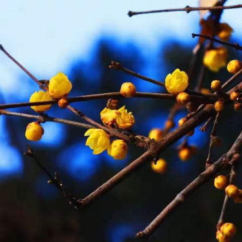 225、蕊黄虽小幽香在，笑待春风洗翌年（咏腊梅4首）