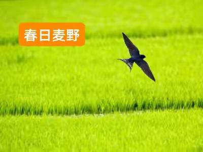 236、原野春涂绿，大地铺青毡