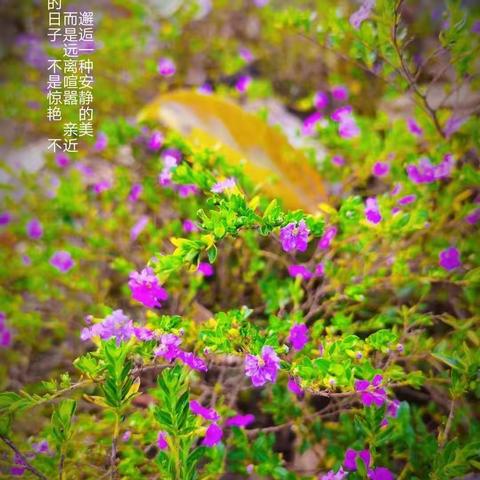 袁店回族乡新庄小学六年级学生摄影优秀作品