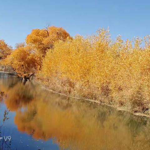 沙海中的树林——胡杨林