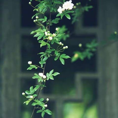 开学延迟，教育不延迟❤️    ——<兴濮中学>家校共育 静待花开