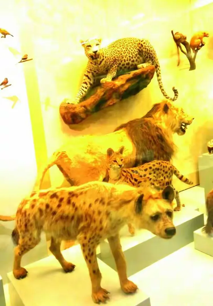 《苏黎世大学动物博物馆》2018年4月26日