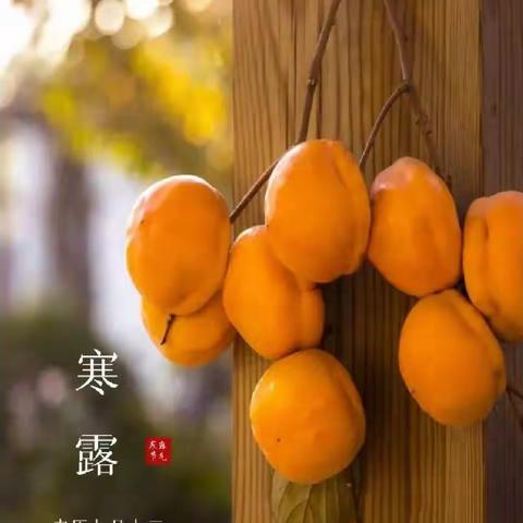 【传统节气】二十四节气之——寒露