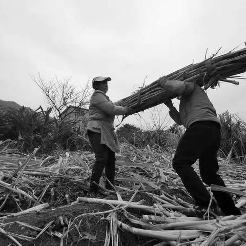 渐渐消失的传统工艺—制糖