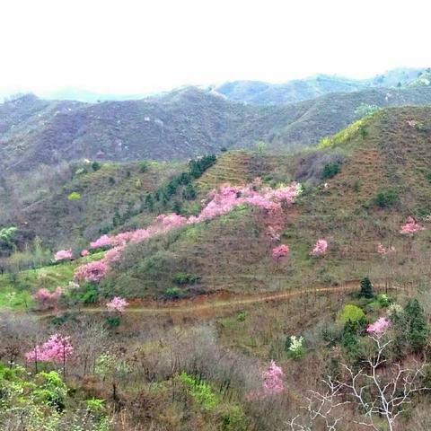 又是山花烂漫时