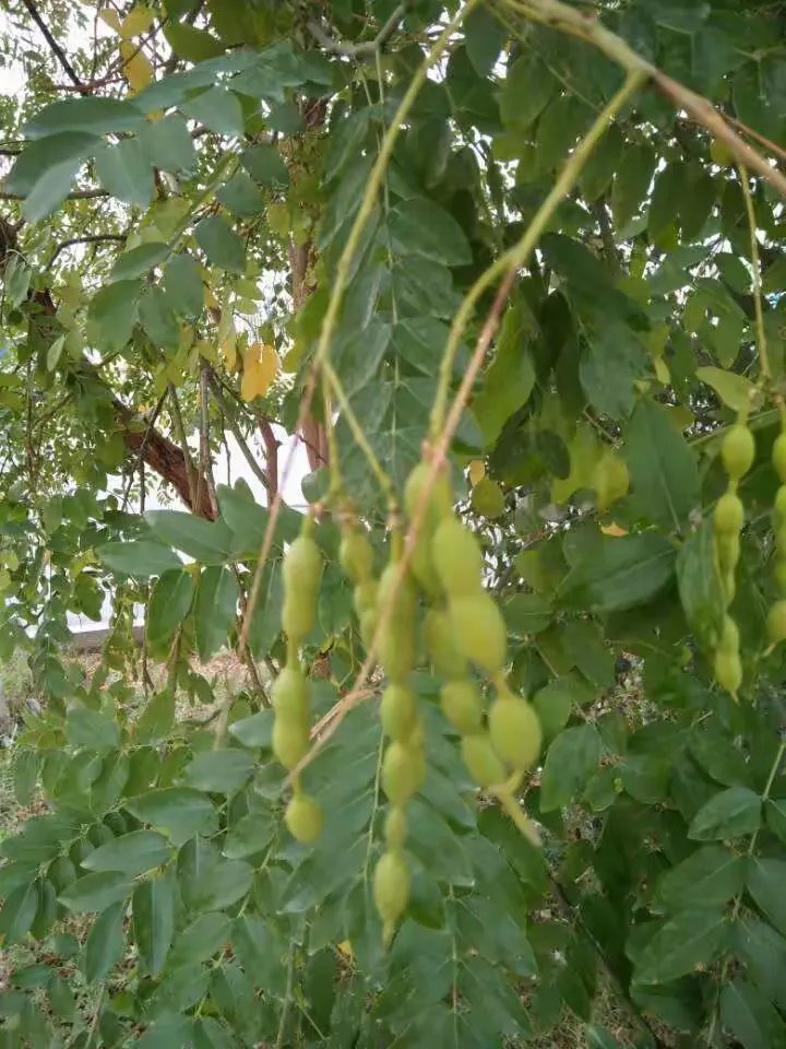 槐豆