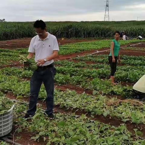 把种菜的“小事”，干成解决贫困群众 稳增收之“大事”