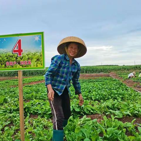 十月田镇才地村:小菜园大作用，增收致富奔小康