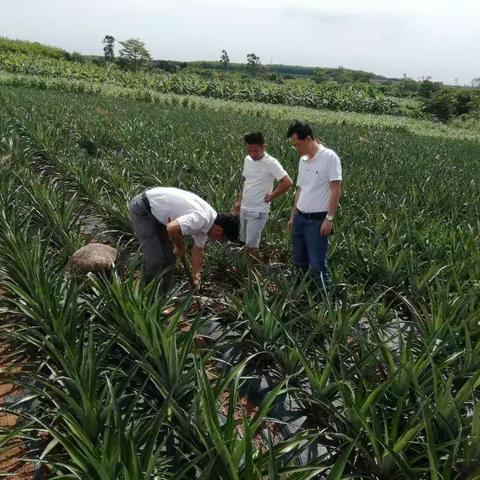 才地村：稳抓田间管理  为金菠萝丰产增收保驾护航