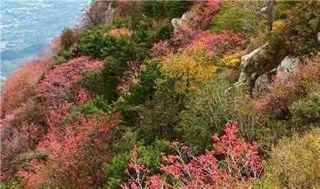 登泰山•赏花楸