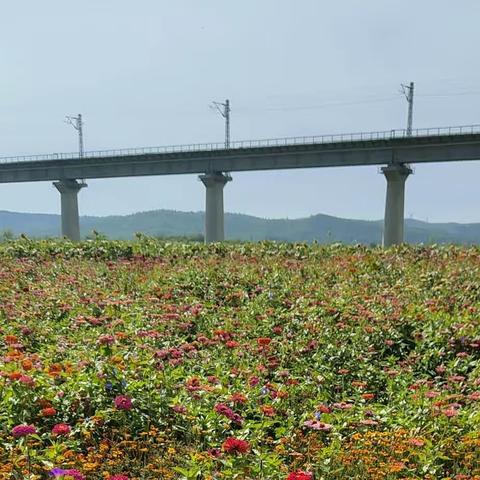 花期不同，各有千秋