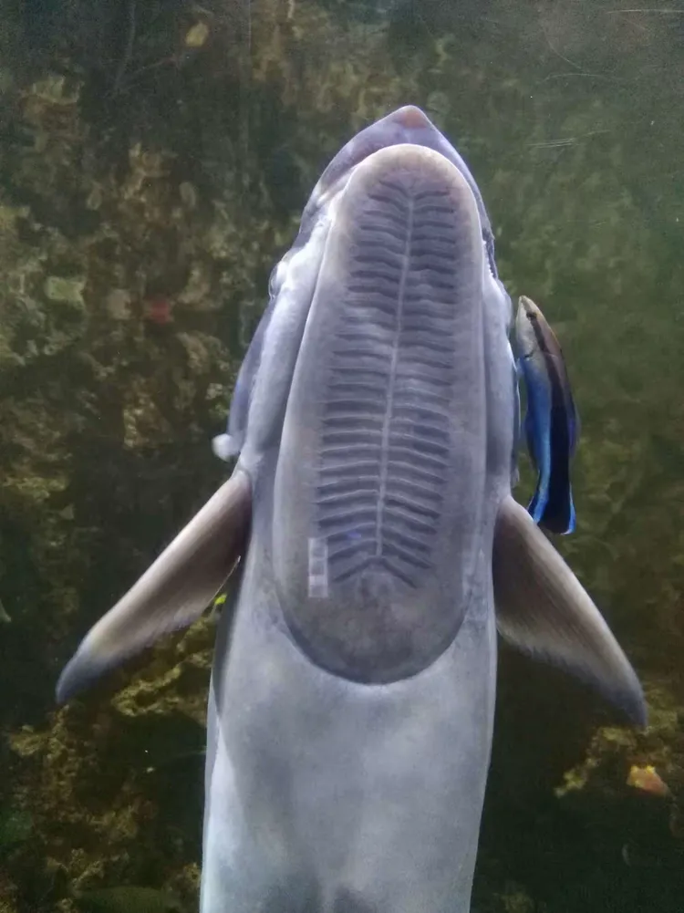 世界上最懒的鱼印鱼，它头上带吸盘，随便吸到其他海洋动物的身上，不用买票的旅行就开始了😄我还以为这哥们