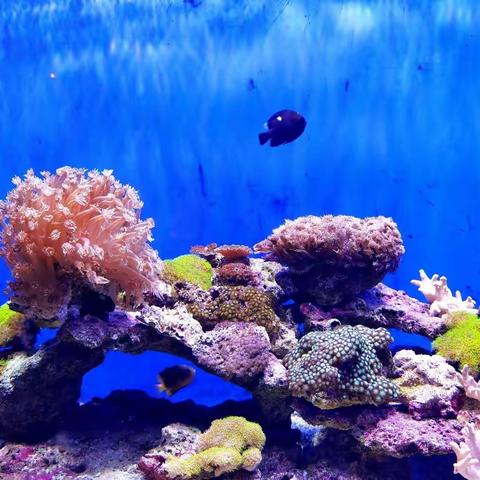 广西北海游（3）——观赏北海海底世界