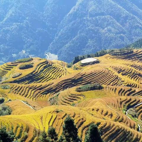 广西龙脊梯田的金秋