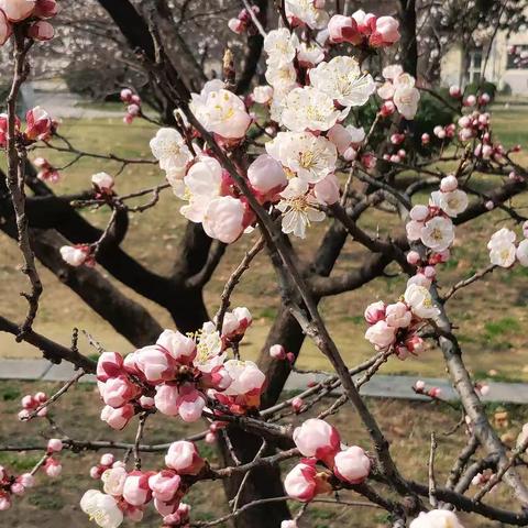 停课不停学，我们“疫”不容辞－－卫滨区实验小学低年级数学组线上教学工作纪实