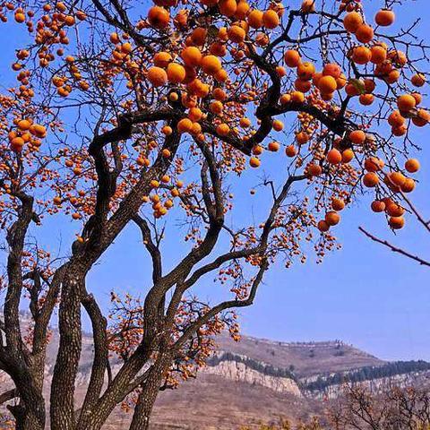 柿 子 红 了（五）