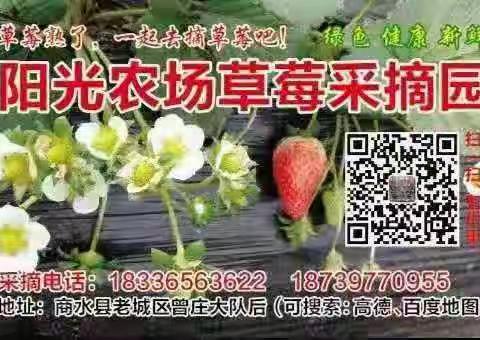 2022年阳光农场草莓采摘园，定于12号3号（星期六）正式开园，欢迎各位小主的大驾光临