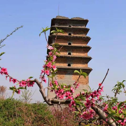 春满长安——千年古塔映桃花，砲里梯田花海放金光！